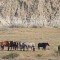 NPS To Maintain Wild Horses At Theodore Roosevelt Park