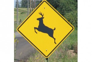 Deercrossing