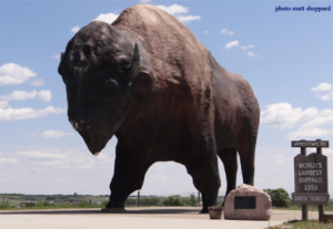 buffalo445