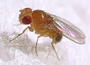 fruitflyphoto
