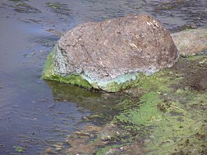 CyanobacterialScum
