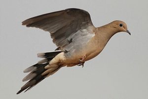 dove