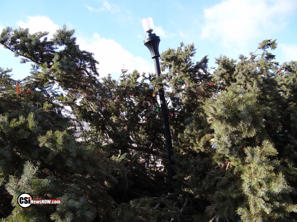 High winds take down Christmas Tree        CSi photos