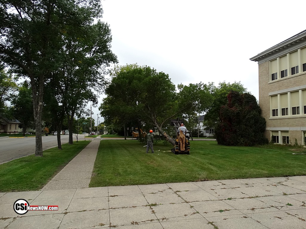 Tree Damage at Franklin    CSiphoto
