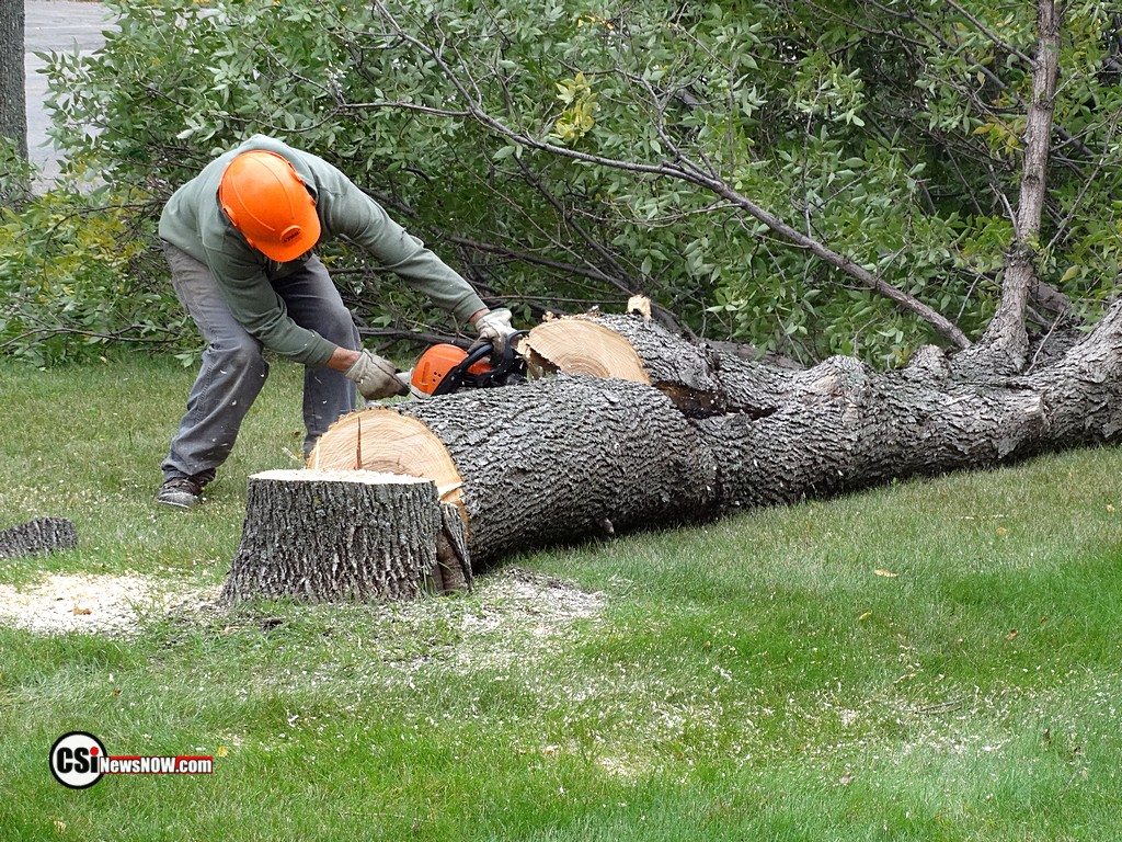Tree Damage at Franklin    CSiphoto