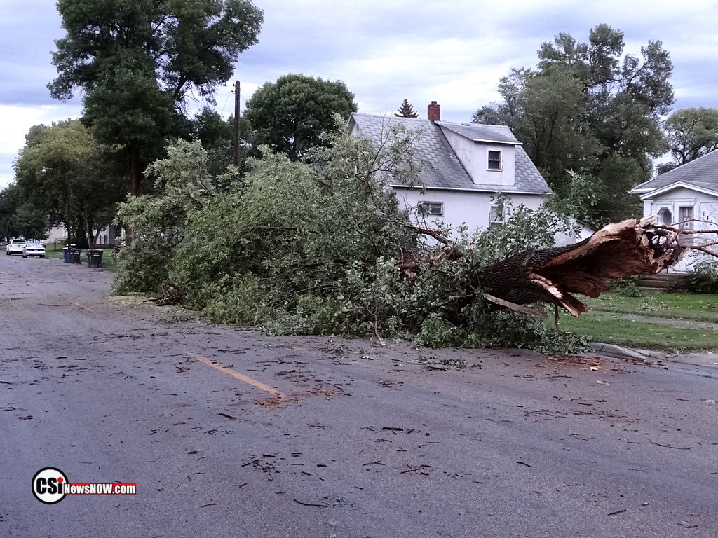Tree along 2nd St SW fell across the street