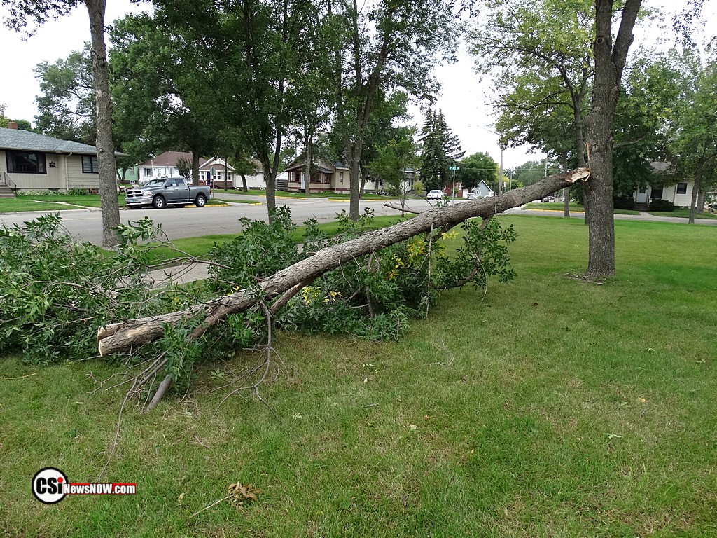 Tree Damage at Franklin    CSiphoto