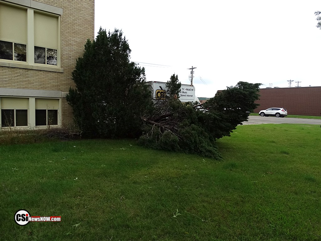 Tree Damage at Franklin    CSiphoto