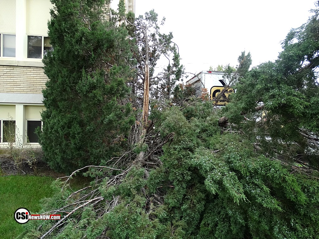 Tree Damage at CSi      CSiphoto