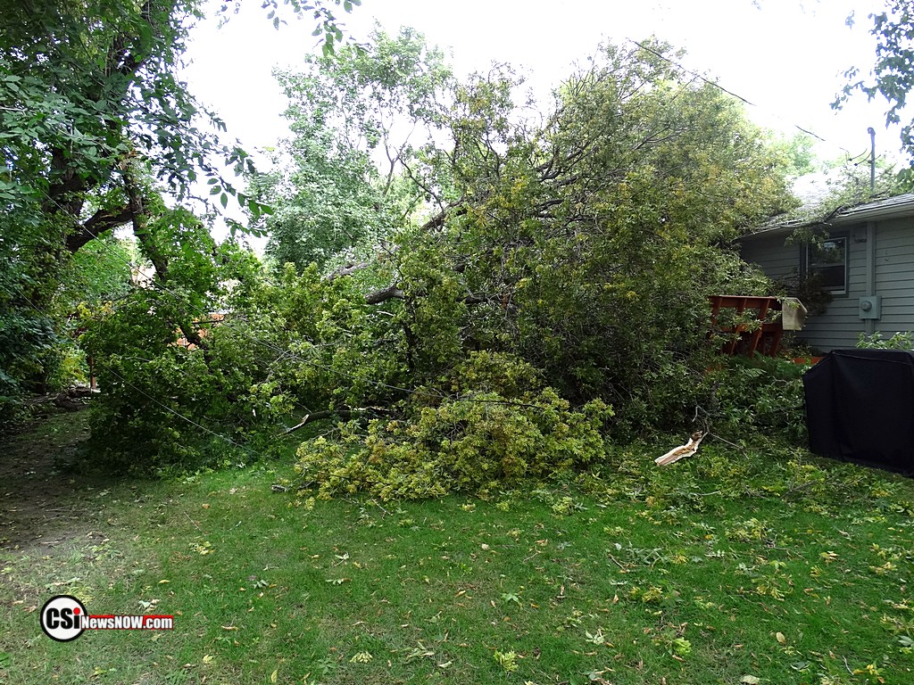 Large Tree takes out 2 more    CSiphoto
