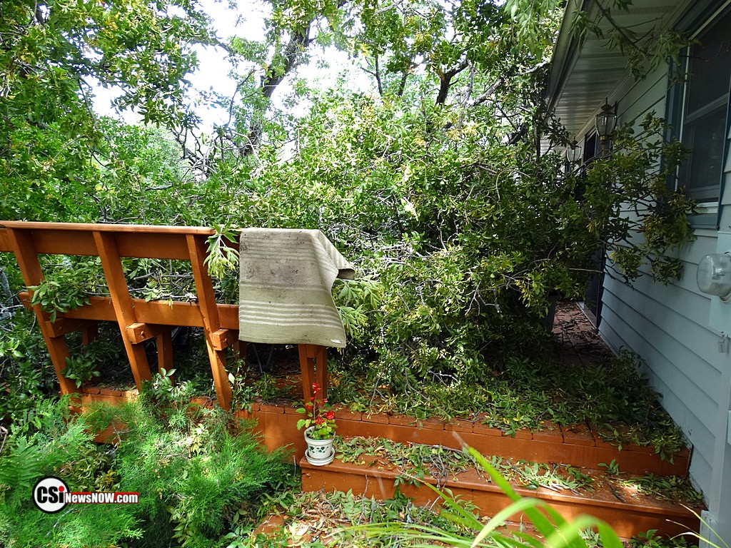 Large Tree takes out 2 more    CSiphoto