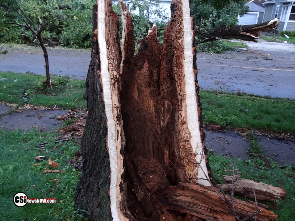 Stump of tree that broke off