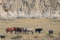 Gov Urges National Park Service to Keep Wild Horses