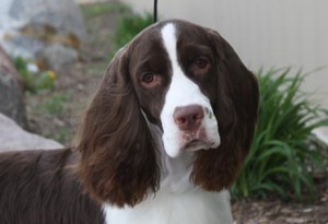 springer