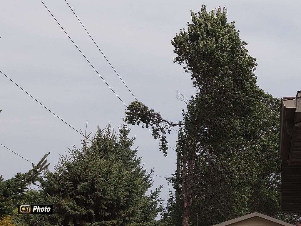 High Winds drop branch on 115,000 volt powerline    CSi photo