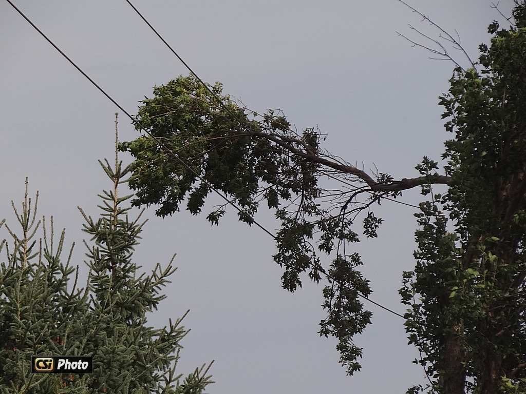 High Winds drop branch on 115,000 volt powerline    CSi photo