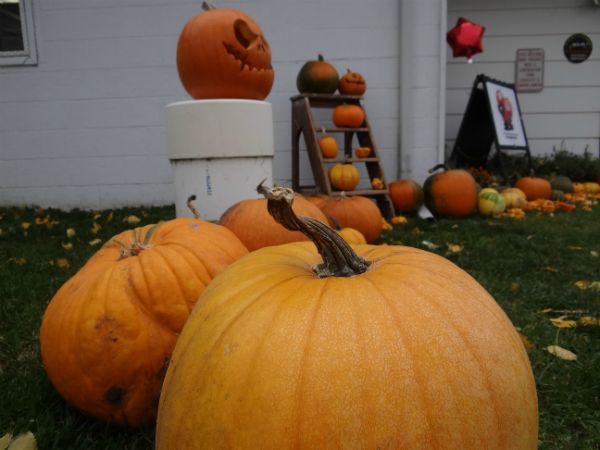 Happy Howl-o-ween from the Cats at James River Humane Society
