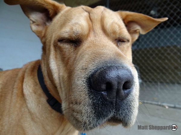 Don't forget the Dogs at the James River Humane Society!