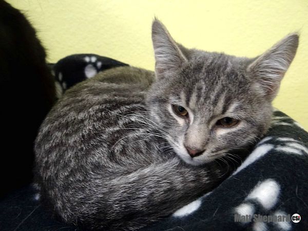 Happy Howl-o-ween from the Cats at James River Humane Society