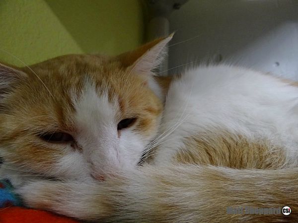 Happy Howl-o-ween from the Cats at James River Humane Society