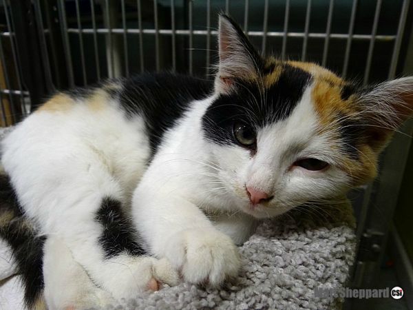 Happy Howl-o-ween from the Cats at James River Humane Society