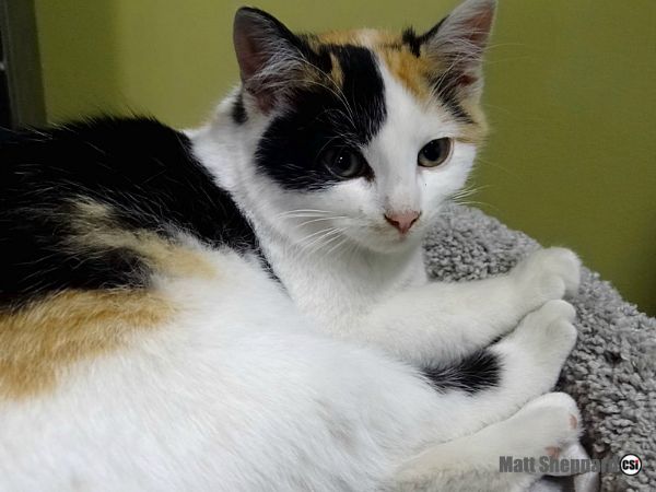 Happy Howl-o-ween from the Cats at James River Humane Society