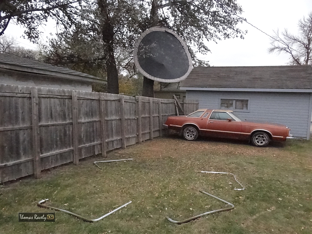 High Winds put tramp in a tree  CSi photo