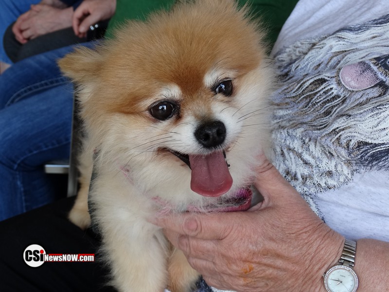 Roseadele Dog Show     CSi Photo