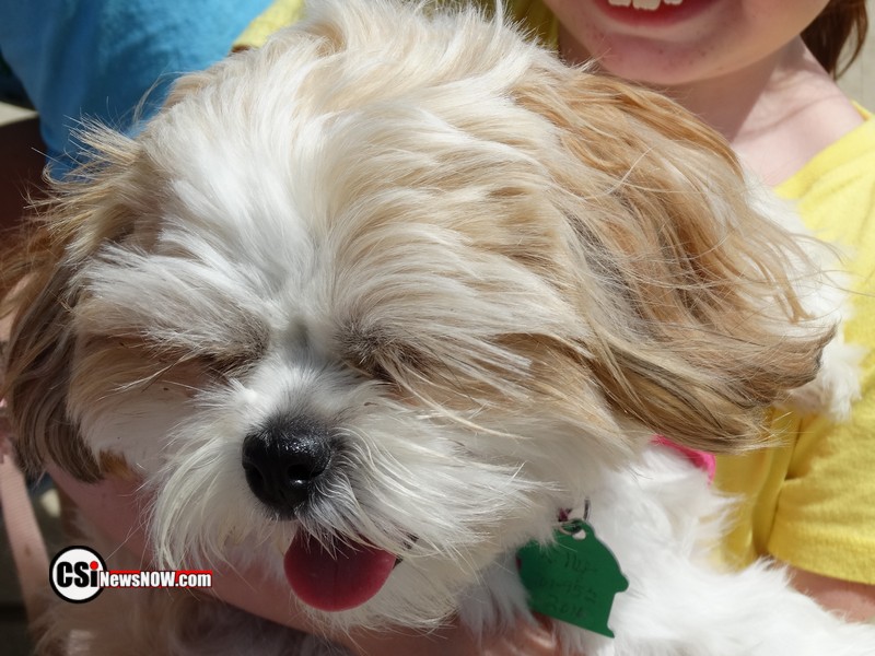 Roseadele Dog Show     CSi Photo