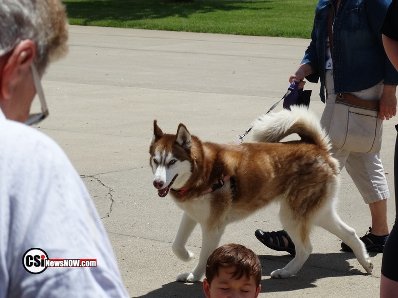 Roseadele Dog Show     CSi Photo